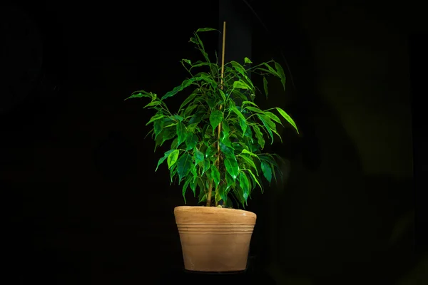 Rubber plant with terracotta vase isolated on black background