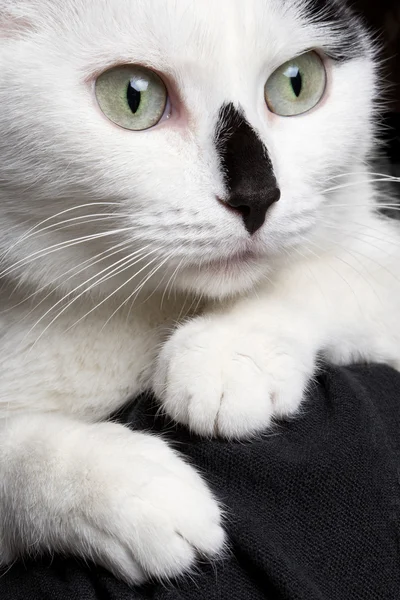 Close-up portrait white cat with black nose