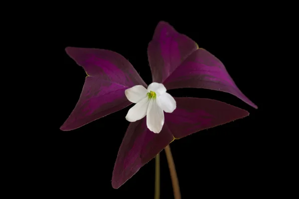 Purple Shamrock on black background