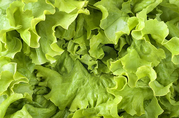 Close up photo of a Butter Lettuce