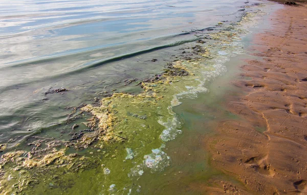 Polluted water at the coastline