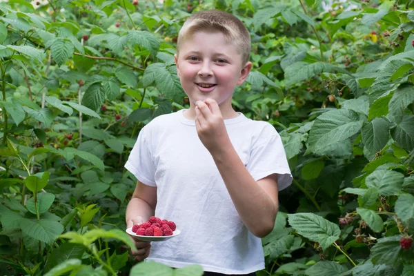 Boy in the bushes of raspberries