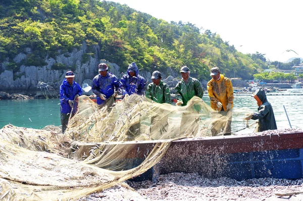 Fishermen unload the catch of anchovies