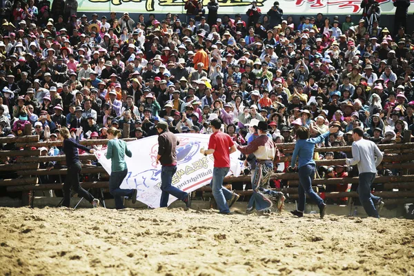 Cheong-do Bullfighting Festival in South Korea tradition