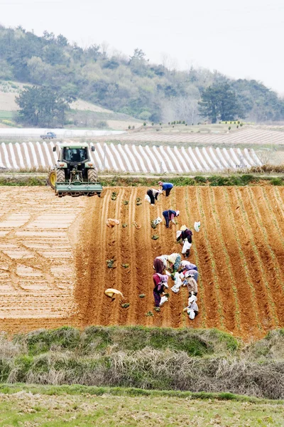 Korean people working in field
