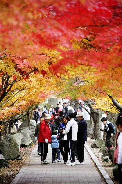People walk through a beautiful park with red and yellow foliage