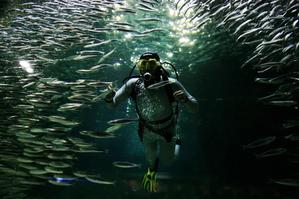 Diver in the aquarium with fishes