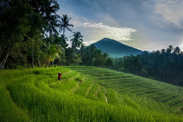 Farmer on the rice fields