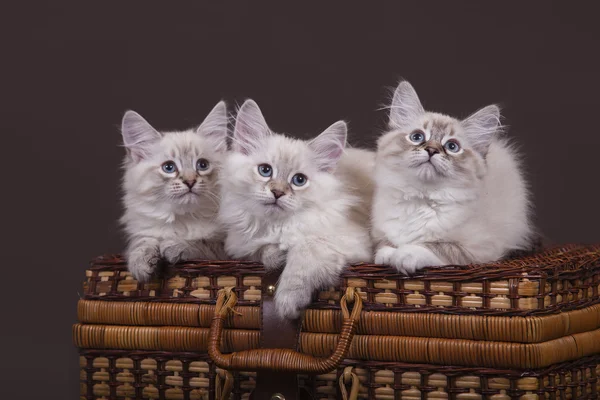 Three small Siberian Neva Masquerade kittens on dark brown background