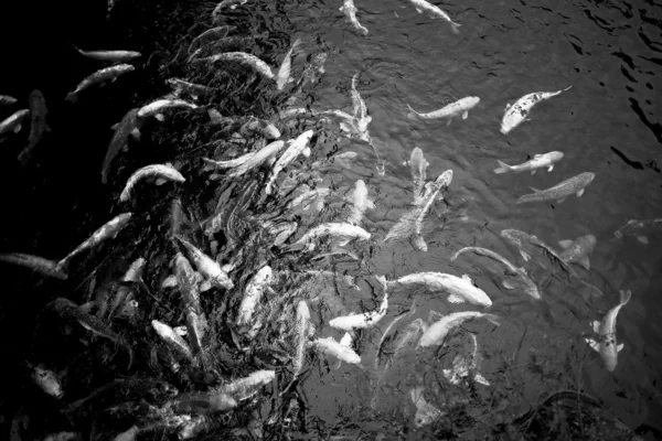 A lot of Koi Fish in pond.