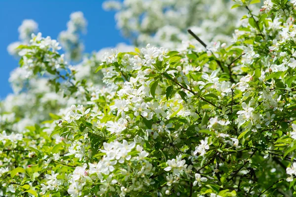 Apple tree branch with flowers over blue sky closeup