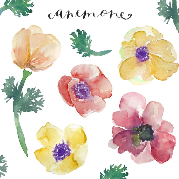 Watercolor Anemones. Watercolor Flowers. Spring Flowers