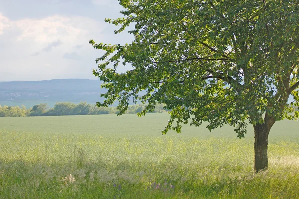 Green tree