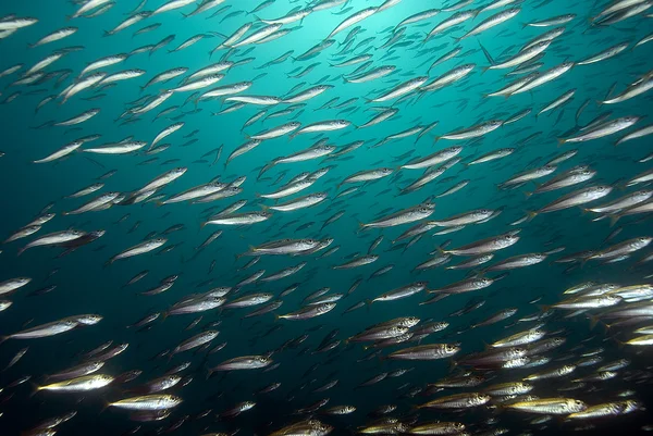 Sardine school of fish