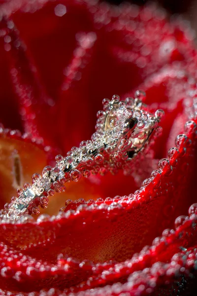 White gold diamond ring in Red rose taken closeup with water drops and bubbles
