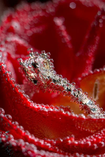 White gold diamond ring in Red rose taken closeup with water drops and bubbles