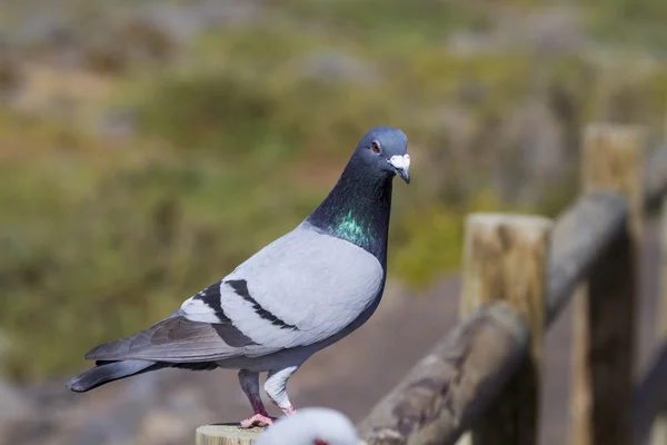 Beautiful Pigeon