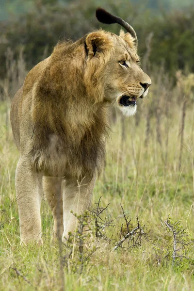Staring lion