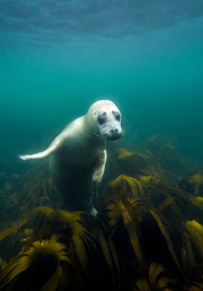 Grey seal in North Sea