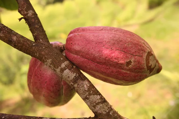 Cocoa fruits in a plantation