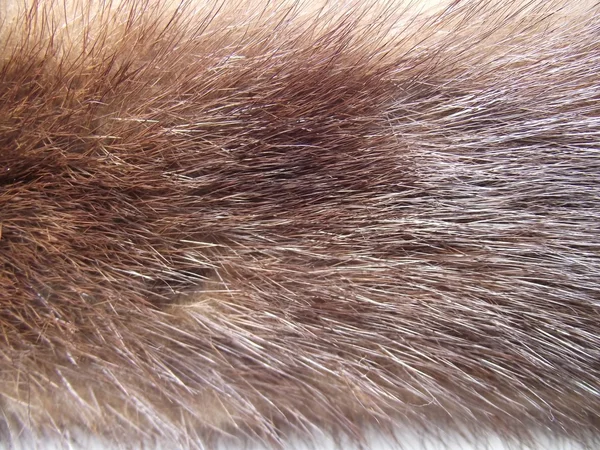 Genuine animal fur texture for fashion industry
