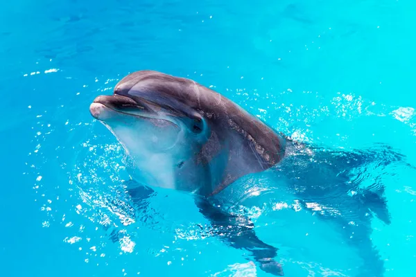 Dolphins swim in the pool close-up