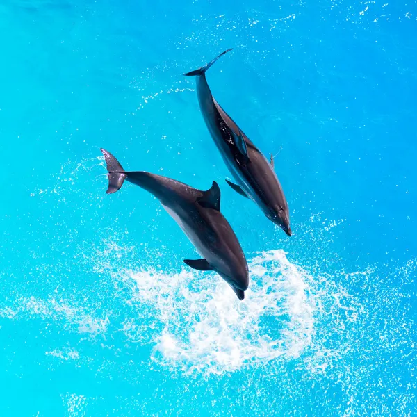 Dolphins jump out of the clear blue water of the pool closeup