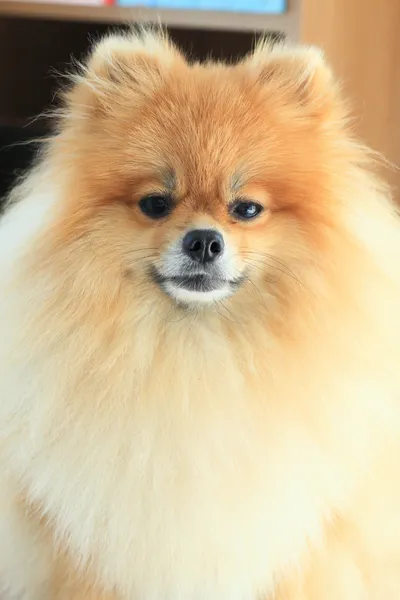 Closeup fluffy face pomeranian dog, pet grooming