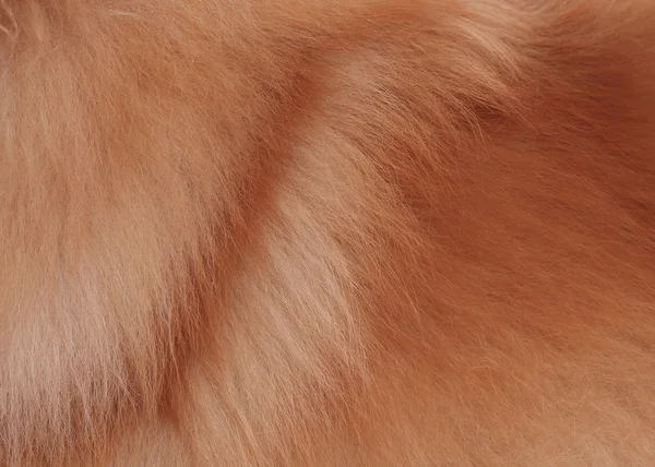 Textured dog brown hair background, Animal fur