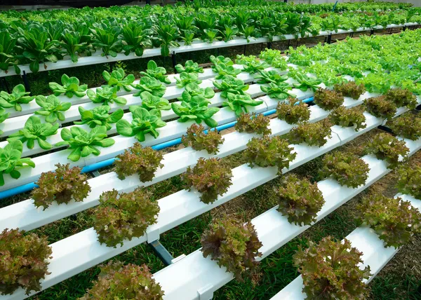Green lettuce, cultivation hydroponics green vegetable in farm