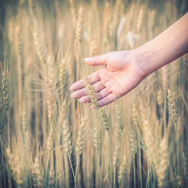 Hand woman touch barley field of agriculture rural scene