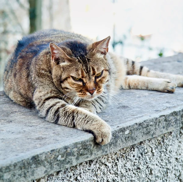 Angry old tired tabby cat
