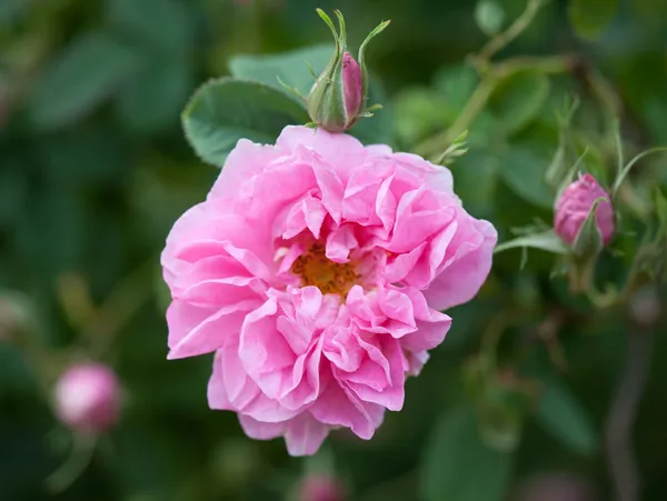 Bulgarian Damascena Rose from Rose Valley, Bulgaria