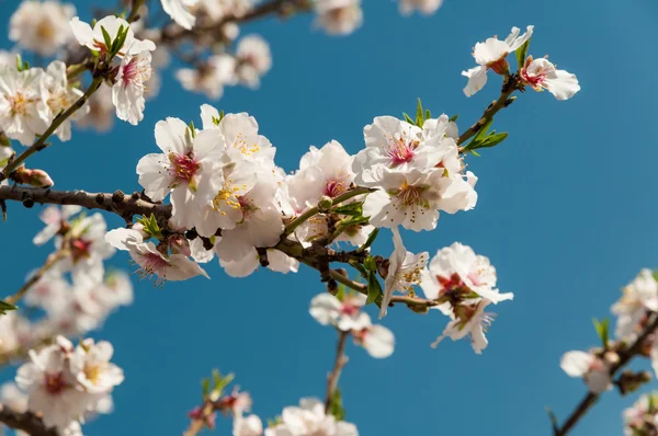 Beautiful almond tree flowers in the spring