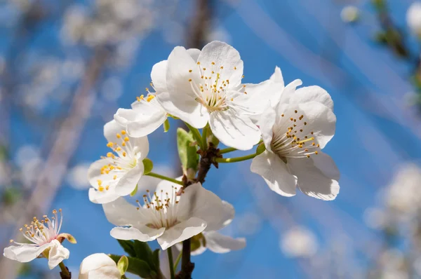 Beautiful almond tree flowers in the spring