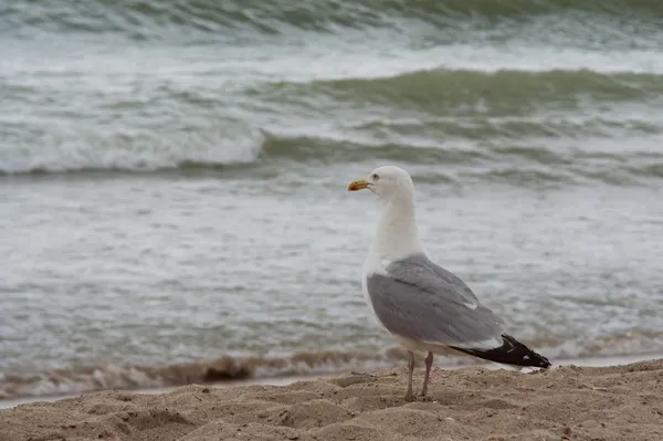 Seagull overlooking the sea