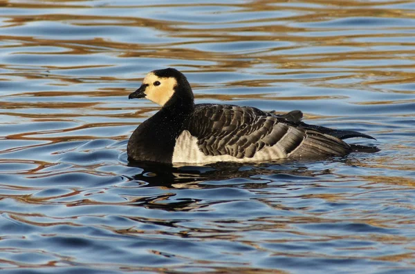 Barnacle Goose, Branta leucopsis