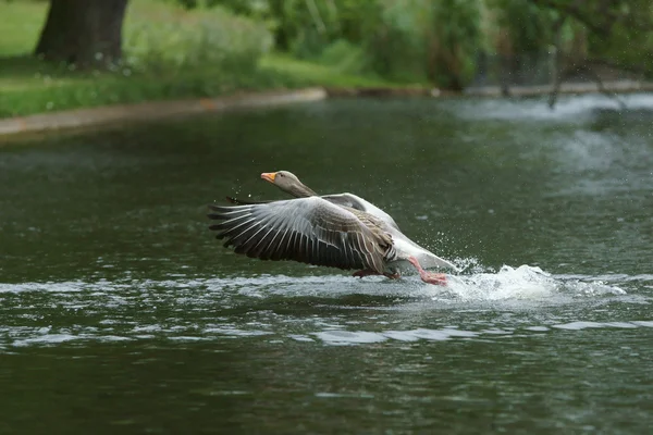 Greylag Goose, Anser anser