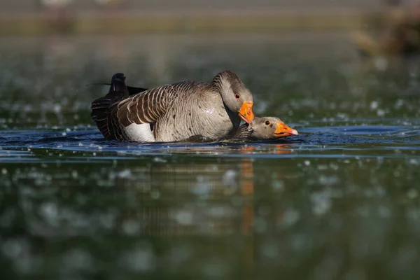 Greylag Goose, Anser anser