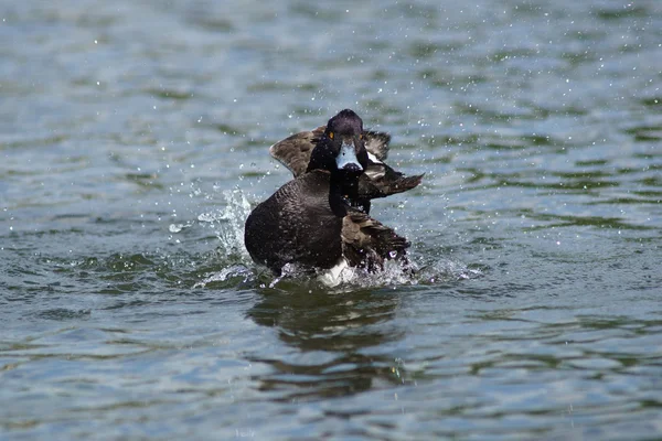 Tufted Duck, Aythya fuligula