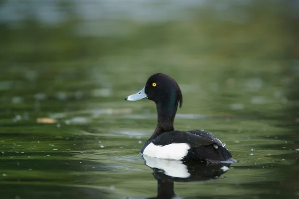 Tufted Duck, Aythya fuligula