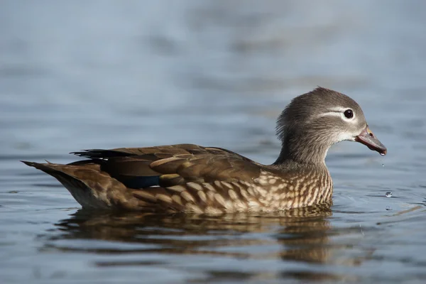 Mandarin Duck, Mandarin, Aix galericulata