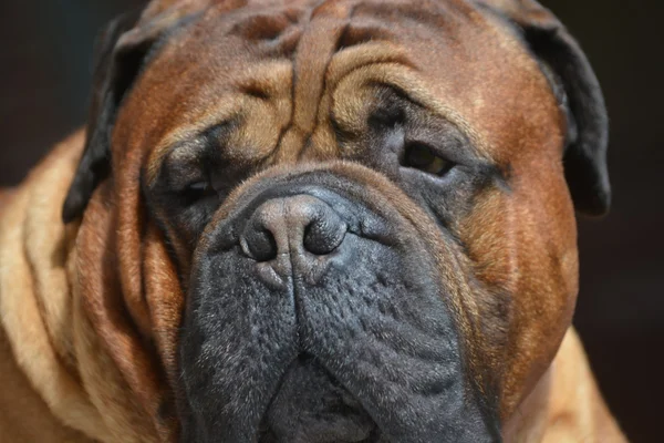 Pure bred bullmastiff dog portrait close-up on dark background