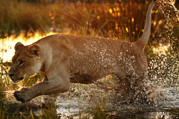 Hunting lioness in water