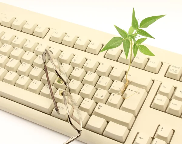 Plant and glasses perched on computer keyboard.