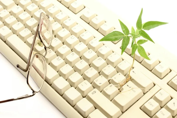 Plant and glasses resting on the keyboard of computer.