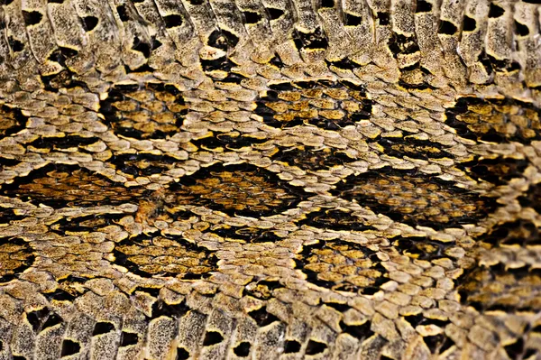 Snake Skin texture