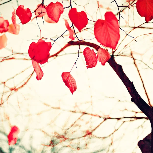 Heart-shaped Autumn Leafs