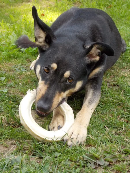 Dog eating circular bone