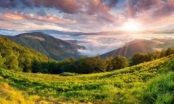 Summer landscape in the mountains.